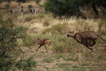 Naklejka na ściany i meble Adult male cheetah hunting a young impala calf