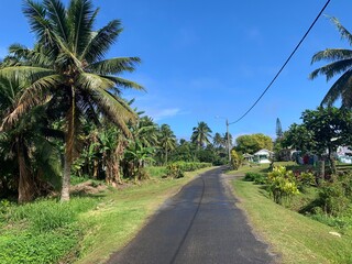 Obraz premium palm trees on the beach