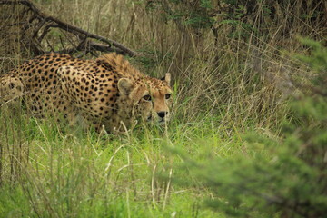 Cheetah in Namibia crouching down in grass and shrubs