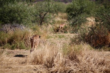 Adult male cheetah hunting a young impala calf