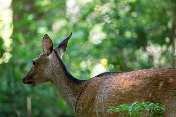 EOS5D.広島宮島、女鹿。
