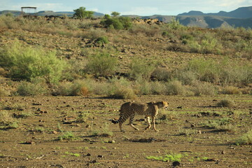 Cheetah walking across Namibian landscape