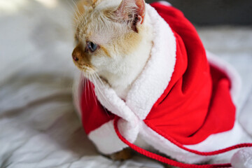 white cat in red christmas hat