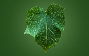 Isolated jatropha curcas leaf with clipping paths.