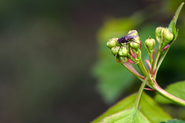 Flies dwell on wild plants