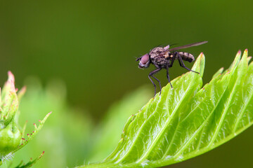 Flies dwell on wild plants