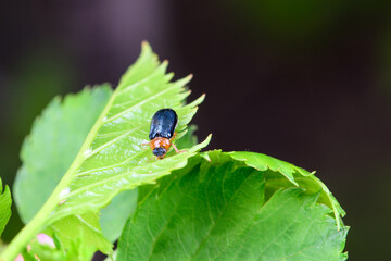An insect that lives on wild plants -- a leaf beetle