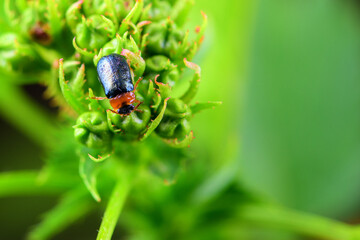An insect that lives on wild plants -- a leaf beetle