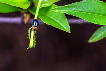 An insect that lives on wild plants -- a leaf beetle