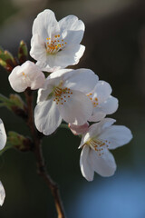 サクラの花のクローズアップ