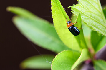 An insect that lives on wild plants -- a leaf beetle