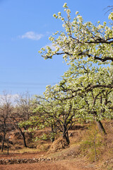 The pear trees on the hillside are full of white pear flowers