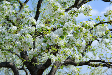 The pear trees on the hillside are full of white pear flowers