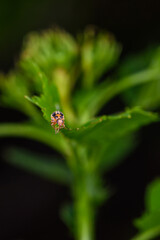 An insect that lives on wild plants -- a leaf beetle