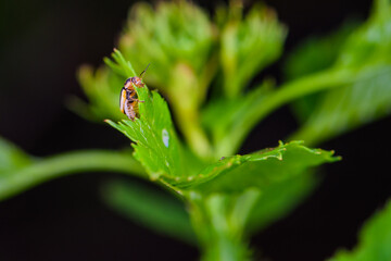 An insect that lives on wild plants -- a leaf beetle