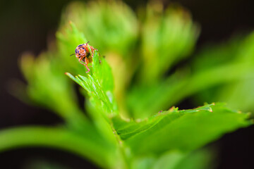 An insect that lives on wild plants -- a leaf beetle