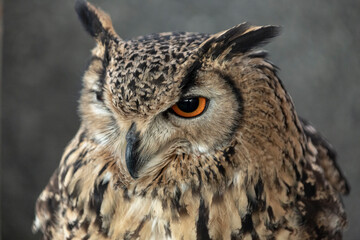 精悍な虹彩を放つアフリカワシミミズクのアップ
