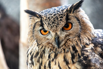 鋭い目付きで何かを見つめるアフリカワシミミズク