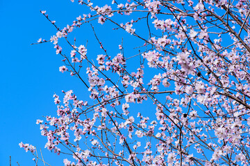 In spring, against a blue sky. A view of the city park in full bloom