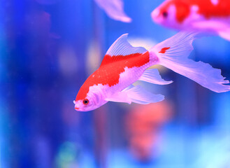Goldfish are swimming in the aquarium
