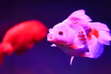 Goldfish are swimming in the aquarium