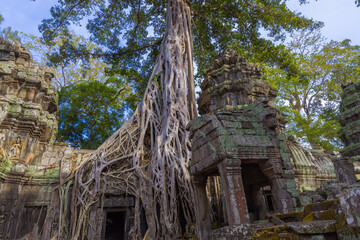 Obraz premium Ruins of Ta Prohm temple in Angkor complex, overgrown by trees, Cambodia