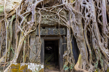 Ruins of Ta Prohm temple in Angkor complex, overgrown by trees, Cambodia