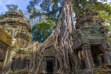 Naklejka premium Ruins of Ta Prohm temple in Angkor complex, overgrown by trees, Cambodia