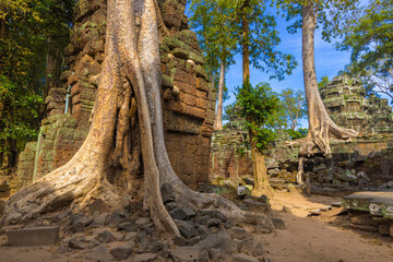 Ruins of Ta Prohm temple in Angkor complex, overgrown by trees, Cambodia