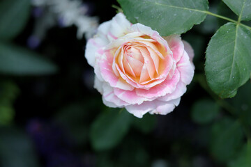 Roses blooming in the rose garden