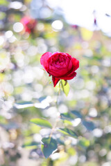 Red roses blooming in the rose garden