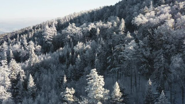 Winter Forest Nature Snow and frost covered conifers Alpine landscape