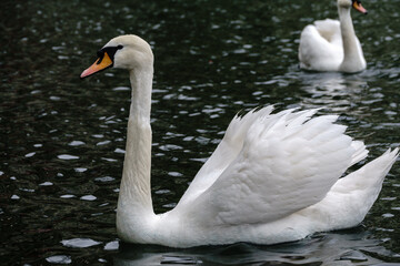 A graceful white swan swimming on a lake with dark water. The white swan is reflected in the water