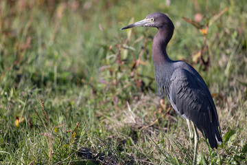 Little Blue Heron Standing on Side of Marsh