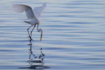 Snowy Egret Flying at Sunset Catching Fish