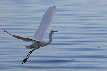 Fototapeta na wymiar Snowy Egret Flying at Sunset