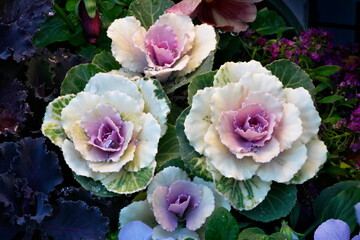 Tokyo,Japan - December 25, 2021: Closeup of ornamental cabbages or flowering cabbages
