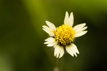 Selective focus and close up image of small flower