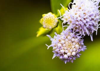 Selective focus and close up image of beautiful small purple flower