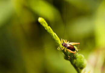 Selective focus and close up of insect on the green plant