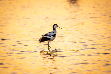 Water bird pied avocet, Recurvirostra avosetta, standing in the water in orange sunset light. The...