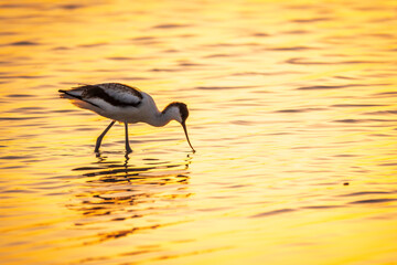 Water bird pied avocet, Recurvirostra avosetta, standing in the water in orange sunset light. The pied avocet is a large black and white wader with long, upturned beak