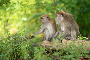 Two monkeys sitting together on a fallen log. Selective focus points