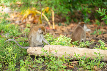 A monkey sitting on a fallen log with its head down. Selective focus points