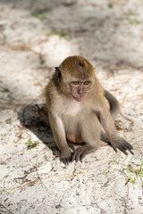 A small monkey playing alone on the sand. Selective focus points