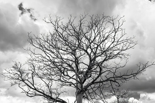 Black and white photo of silhouette dry tree tree branches against the sky.