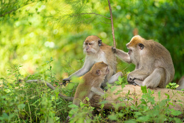 A family of monkeys sitting close together on a fallen log. Selective focus points