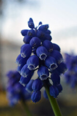 紫色の花　ムスカリ