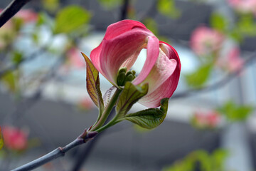 まあるい花　赤い花