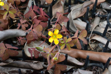 クローバーの花　